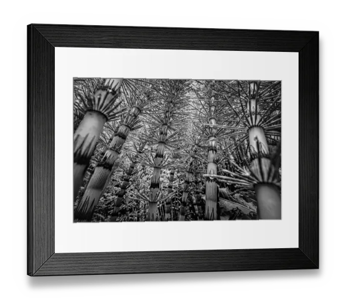 Framed Print : Low angle view of Field Horsetail (Equisetum arvense), Sint-Jansberg, Plasmolen, Limburg, The Netherlands - Part of the Dutch Jungle series with which Jowan Iven won the title Nature Photographer of the Year as well as the Series category in Framed Print : Low angle view of Field Horsetail (Equisetum arvense), Sint-Jansberg, Plasmolen, Limburg, The Netherlands - Part of the Dutch Jungle series with which Jowan Iven won the title Nature Photographer of the Year as well as the Series category in