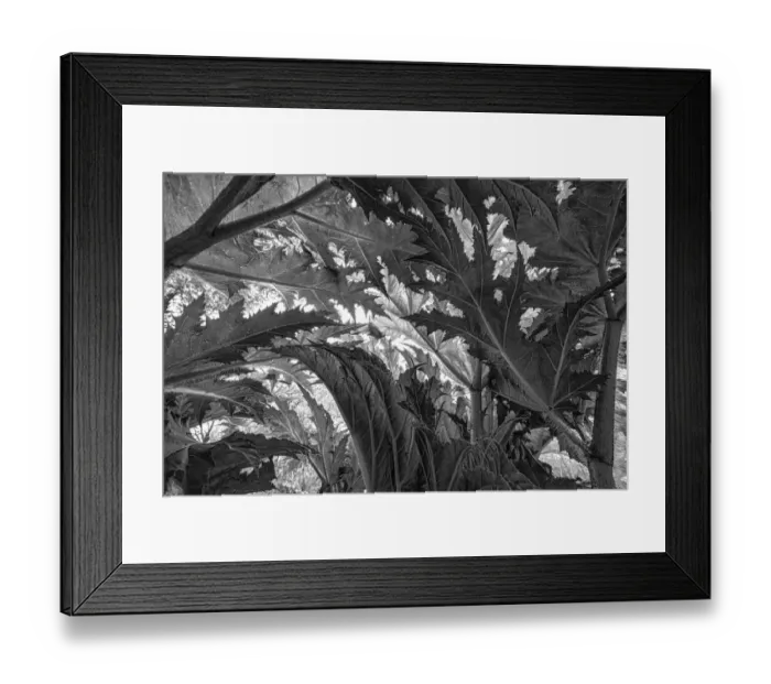 Framed Print : Low angle view of Giant Hogweed (Heracleum mantegazzianum) leaves, Laarbeek, Noord-Brabant, The Netherlands - Part of the Dutch Jungle series with which Jowan Iven won the title Nature Photographer of the Year as well as the Series category in Framed Print : Low angle view of Giant Hogweed (Heracleum mantegazzianum) leaves, Laarbeek, Noord-Brabant, The Netherlands - Part of the Dutch Jungle series with which Jowan Iven won the title Nature Photographer of the Year as well as the Series category in