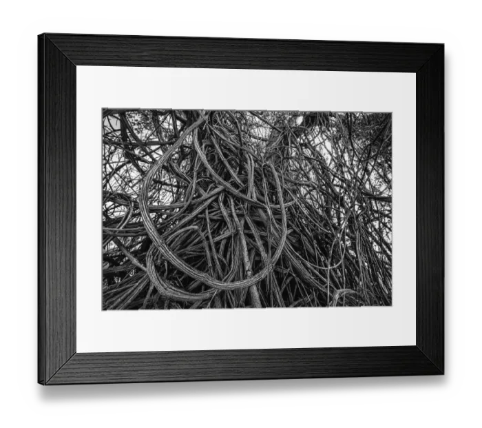 Framed Print : Low angle view of Honeysuckle (Lonicera sp. ) on tree trunk, Well, Limburg, The Netherlands - Part of the Dutch Jungle series with which Jowan Iven won the title Nature Photographer of the Year as well as the Series category in the Groene Camera 2022 Framed Print : Low angle view of Honeysuckle (Lonicera sp. ) on tree trunk, Well, Limburg, The Netherlands - Part of the Dutch Jungle series with which Jowan Iven won the title Nature Photographer of the Year as well as the Series category in the Groene Camera 2022