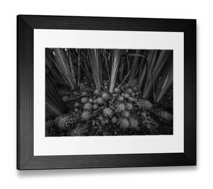 Framed Print : Top view of Parrot Feather (Myriophyllum aquaticum) growing amidst Bulrush (Typha sp. ), Laarbeek, Noord-Brabant, The Netherlands - Part of the Dutch Jungle series with which Jowan Iven won the title Nature Photographer of the Year as well as Framed Print : Top view of Parrot Feather (Myriophyllum aquaticum) growing amidst Bulrush (Typha sp. ), Laarbeek, Noord-Brabant, The Netherlands - Part of the Dutch Jungle series with which Jowan Iven won the title Nature Photographer of the Year as well as