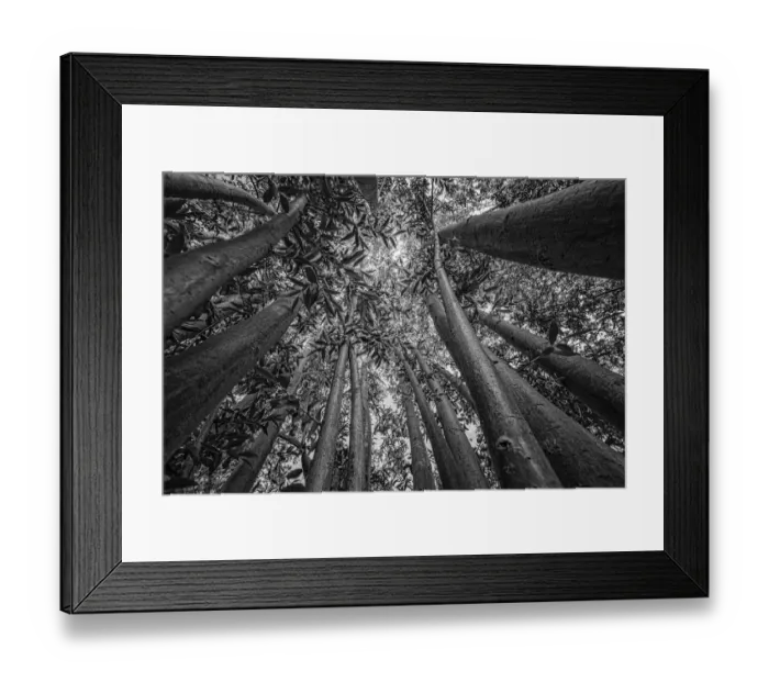 Framed Print : Low angle view of the branches of a pollarded Willow (Salix sp. ), Laarbeek, Noord-Brabant, The Netherlands - Part of the Dutch Jungle series with which Jowan Iven won the title Nature Photographer of the Year as well as the Series category in Framed Print : Low angle view of the branches of a pollarded Willow (Salix sp. ), Laarbeek, Noord-Brabant, The Netherlands - Part of the Dutch Jungle series with which Jowan Iven won the title Nature Photographer of the Year as well as the Series category in