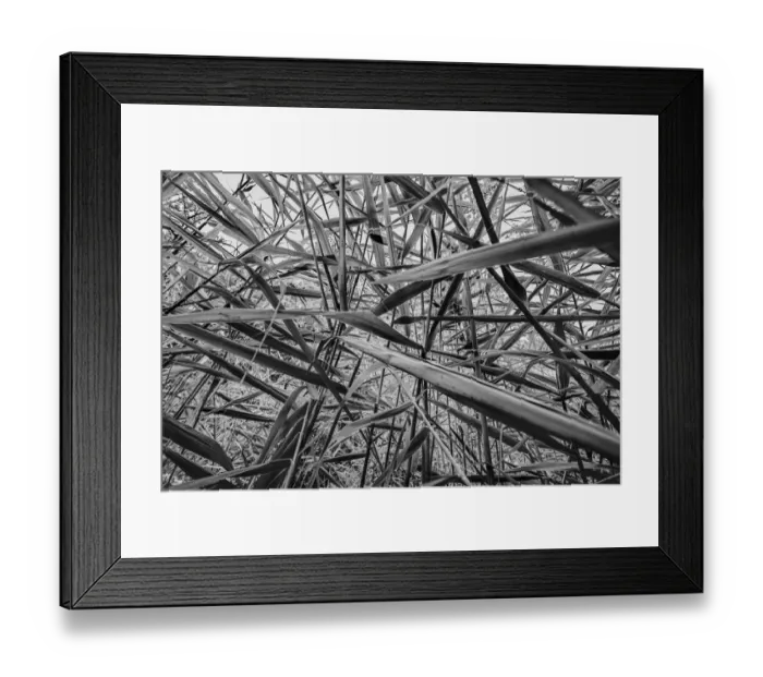 Framed Print : Low angle view of Common Reed (Phragmites australis), Laarbeek, Noord-Brabant, The Netherlands - Part of the Dutch Jungle series with which Jowan Iven won the title Nature Photographer of the Year as well as the Series category in the Groene Camera Framed Print : Low angle view of Common Reed (Phragmites australis), Laarbeek, Noord-Brabant, The Netherlands - Part of the Dutch Jungle series with which Jowan Iven won the title Nature Photographer of the Year as well as the Series category in the Groene Camera