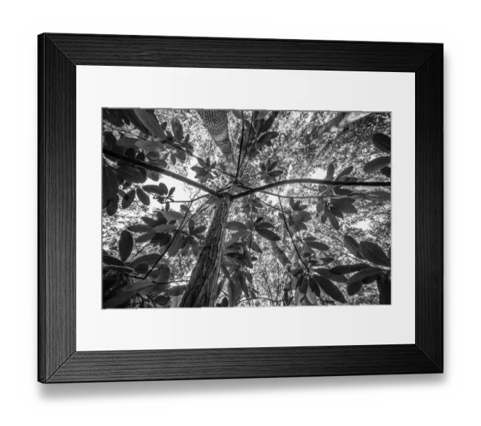Framed Print : Low angle view of unidentified Rhododendron, Helmond, Noord-Brabant, The Netherlands - Part of the Dutch Jungle series with which Jowan Iven won the title Nature Photographer of the Year as well as the Series category in the Groene Camera 2022 photo Framed Print : Low angle view of unidentified Rhododendron, Helmond, Noord-Brabant, The Netherlands - Part of the Dutch Jungle series with which Jowan Iven won the title Nature Photographer of the Year as well as the Series category in the Groene Camera 2022 photo