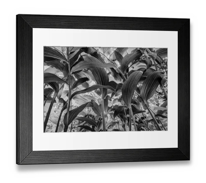 Framed Print : Low angle view of Solomons Seal (Polygonatum sp. ), Sint-Jansberg, Plasmolen, Limburg, The Netherlands - Part of the Dutch Jungle series with which Jowan Iven won the title Nature Photographer of the Year as well as the Series category in Framed Print : Low angle view of Solomons Seal (Polygonatum sp. ), Sint-Jansberg, Plasmolen, Limburg, The Netherlands - Part of the Dutch Jungle series with which Jowan Iven won the title Nature Photographer of the Year as well as the Series category in