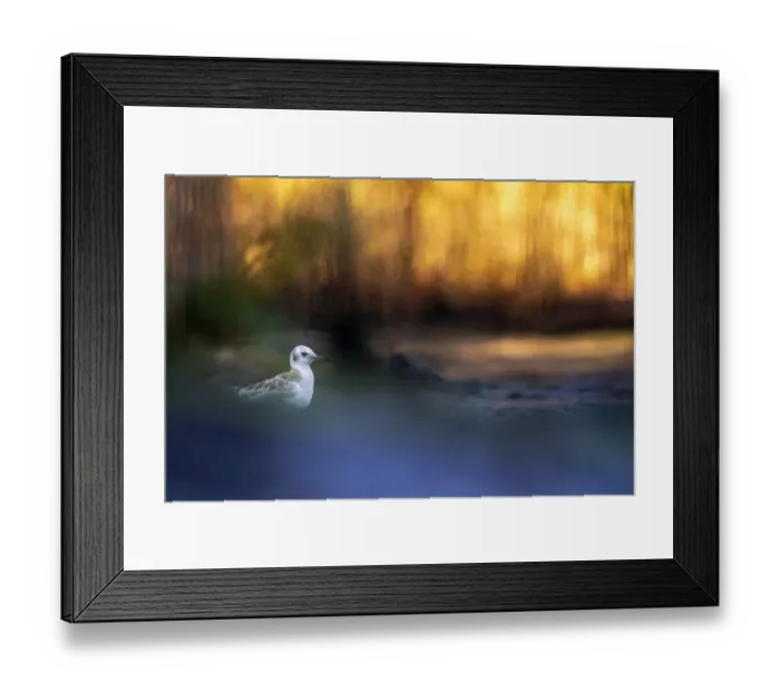 Framed Print : Black-headed Gull (Chroicocephalus ridibundus), Valkenhorst nature reserve, Valkenswaard, Noord-Brabant, The Netherlands - Honorable Mention in the Birds category of the Groene Camera 2022 photo contest Framed Print : Black-headed Gull (Chroicocephalus ridibundus), Valkenhorst nature reserve, Valkenswaard, Noord-Brabant, The Netherlands - Honorable Mention in the Birds category of the Groene Camera 2022 photo contest