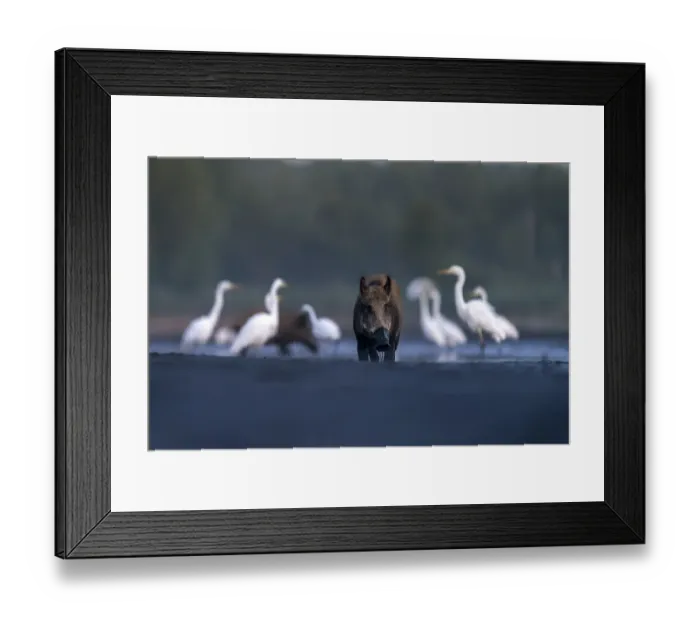 Framed Print : Wild Boar (Sus scrofa) with Great Egret (Ardea alba) foraging for fish in a drying fishpond, Valkenhorst nature reserve, Valkenswaard, Noord-Brabant, The Netherlands - Honorable Mention in the Mammals Framed Print : Wild Boar (Sus scrofa) with Great Egret (Ardea alba) foraging for fish in a drying fishpond, Valkenhorst nature reserve, Valkenswaard, Noord-Brabant, The Netherlands - Honorable Mention in the Mammals