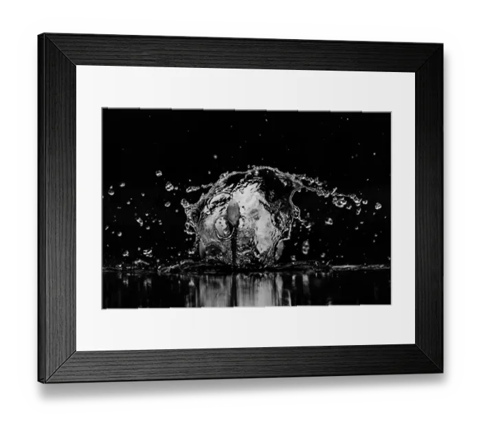 Framed Print : Great Egret (Ardea alba) fishing in a shallow fishpond, Valkenhorst nature reserve, Valkenswaard, Noord-Brabant, The Netherlands - Honorable Mention in the Black-and-White category of the Groene Camera 2022 photo contest Framed Print : Great Egret (Ardea alba) fishing in a shallow fishpond, Valkenhorst nature reserve, Valkenswaard, Noord-Brabant, The Netherlands - Honorable Mention in the Black-and-White category of the Groene Camera 2022 photo contest
