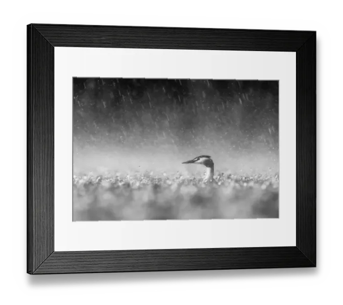 Framed Print : Panicking Great Crested Grebe (Podiceps cristatus) adult on the water in heavy rainstorm, desperately trying to locate its young, Noord-Brabant, The Netherlands - Winner in the Black-and-White category of the Groene Camera 2022 photo contest Framed Print : Panicking Great Crested Grebe (Podiceps cristatus) adult on the water in heavy rainstorm, desperately trying to locate its young, Noord-Brabant, The Netherlands - Winner in the Black-and-White category of the Groene Camera 2022 photo contest