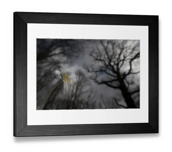 Framed Print : Wood Anemone (Anemone nemorosa) flower seen from a low angle with tree tops as background, Oud Poelgeest, Oestgeest, Zuid-Holland, The Netherlands - Winner in the Plants and Fungi category of the Groene Camera 2022 photo contest Framed Print : Wood Anemone (Anemone nemorosa) flower seen from a low angle with tree tops as background, Oud Poelgeest, Oestgeest, Zuid-Holland, The Netherlands - Winner in the Plants and Fungi category of the Groene Camera 2022 photo contest