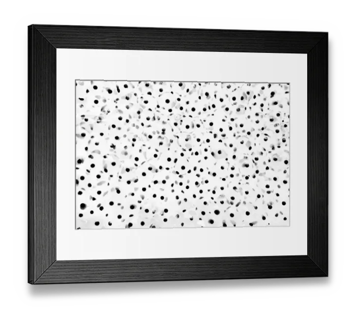 Framed Print : Close up of frog spawn, Haarlem, Noord-Holland, The Netherlands - Honorable Mention in the Black-and-White category of the Groene Camera 2022 photo contest Framed Print : Close up of frog spawn, Haarlem, Noord-Holland, The Netherlands - Honorable Mention in the Black-and-White category of the Groene Camera 2022 photo contest