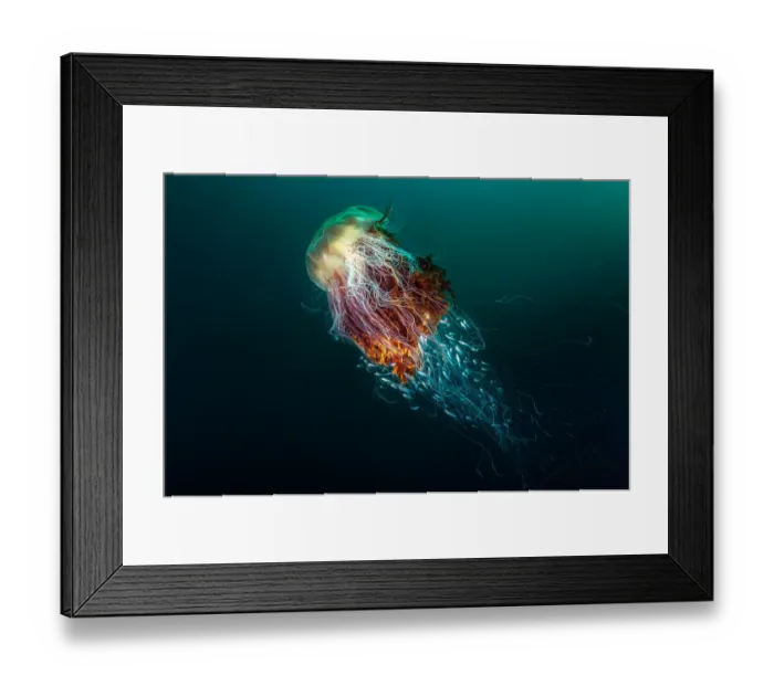 Framed Print : Lions Mane Jellyfish (Cyanea capillata) with a number of juvenile fish seeking refuge inside the stinging tentacles, taken at St. Kilda of the island of Hirta, Scotland Framed Print : Lions Mane Jellyfish (Cyanea capillata) with a number of juvenile fish seeking refuge inside the stinging tentacles, taken at St. Kilda of the island of Hirta, Scotland