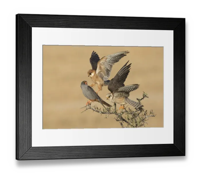 Framed Print : Two Red-footed Falcon (Falco vespertinus) adult females and one male on top of a bush, Tal Shachar, Israel - Winner of the Birds category in the Wildlife Photographer of the Year 2015 contest under the title The Company of Three Framed Print : Two Red-footed Falcon (Falco vespertinus) adult females and one male on top of a bush, Tal Shachar, Israel - Winner of the Birds category in the Wildlife Photographer of the Year 2015 contest under the title The Company of Three