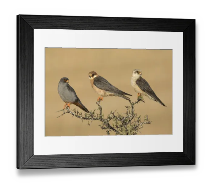 Framed Print : Red-footed Falcon (Falco vespertinus) male, female and juvenile perched on top of a bush, Tal Shachar, Israel Framed Print : Red-footed Falcon (Falco vespertinus) male, female and juvenile perched on top of a bush, Tal Shachar, Israel