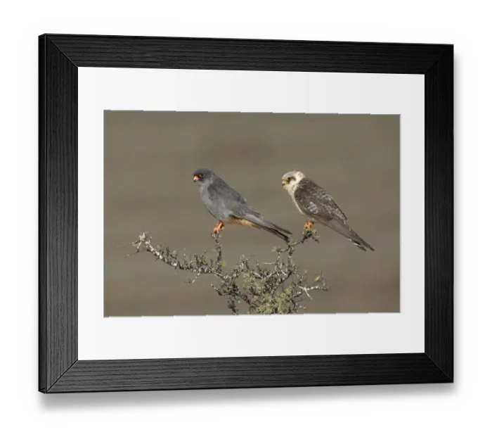 Framed Print : Red-footed Falcon (Falco vespertinus) couple perched on a bush, male on the left, Tal Shachar, Israel Framed Print : Red-footed Falcon (Falco vespertinus) couple perched on a bush, male on the left, Tal Shachar, Israel