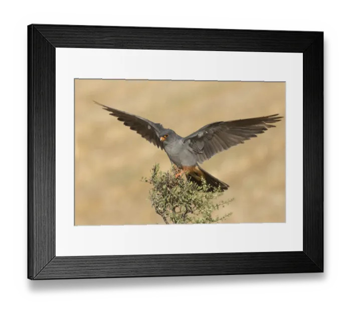Framed Print : Red-footed Falcon (Falco vespertinus) male on top of a shrub with wings spread, Tal Shachar, Israel Framed Print : Red-footed Falcon (Falco vespertinus) male on top of a shrub with wings spread, Tal Shachar, Israel