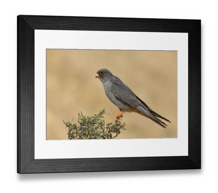 Framed Print : Red-footed Falcon (Falco vespertinus) male perched on a bush, Tal Shachar, Israel Framed Print : Red-footed Falcon (Falco vespertinus) male perched on a bush, Tal Shachar, Israel