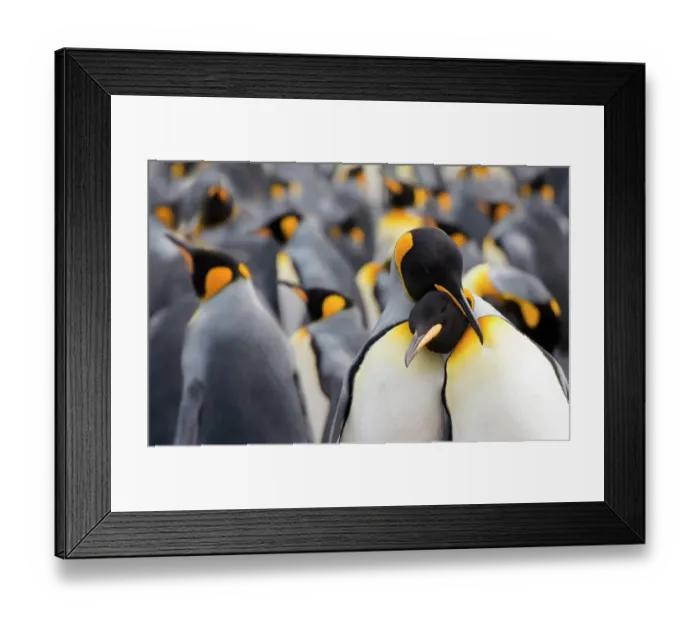 Framed Print : King penguin (Aptenodytes patagonicus) standing in a group, Falkland Islands, Volunteer Point Framed Print : King penguin (Aptenodytes patagonicus) standing in a group, Falkland Islands, Volunteer Point
