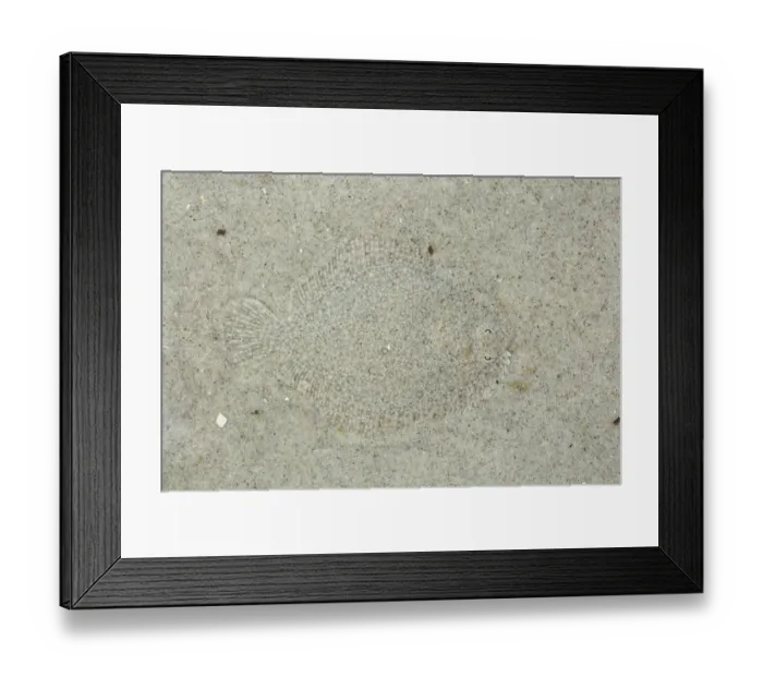 Framed Print : Turbot (Scophthalmus maximus) camouflaged against seabed, Schiermonnikoog, Friesland, The Netherlands Framed Print : Turbot (Scophthalmus maximus) camouflaged against seabed, Schiermonnikoog, Friesland, The Netherlands