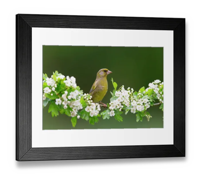 Framed Print : European Greenfinch (Chloris chloris) adult male perched on Common Hawthorn (Crataegus oxyacantha) with blossom, Suffolk, England Framed Print : European Greenfinch (Chloris chloris) adult male perched on Common Hawthorn (Crataegus oxyacantha) with blossom, Suffolk, England