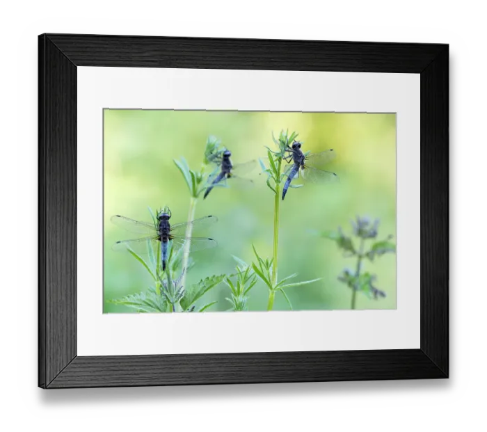 Framed Print : Three male Scarce Chasers (Libellula fulva) at sunrise, Nature Reserve De Bospolder, Antwerpen, Antwerp, Belgium Framed Print : Three male Scarce Chasers (Libellula fulva) at sunrise, Nature Reserve De Bospolder, Antwerpen, Antwerp, Belgium