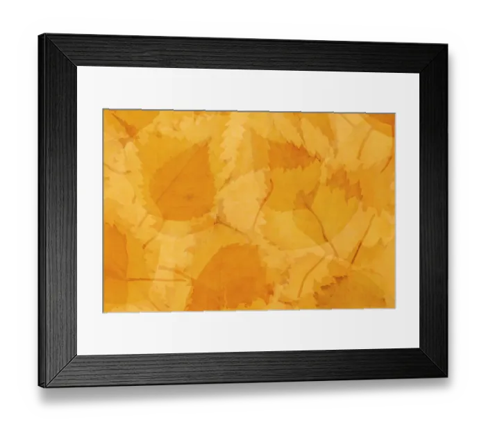 Framed Print : Multiple exposure of Ginkgo (Ginkgo biloba) leaves, Amsterdam, Noord-Holland, The Netherlands Framed Print : Multiple exposure of Ginkgo (Ginkgo biloba) leaves, Amsterdam, Noord-Holland, The Netherlands