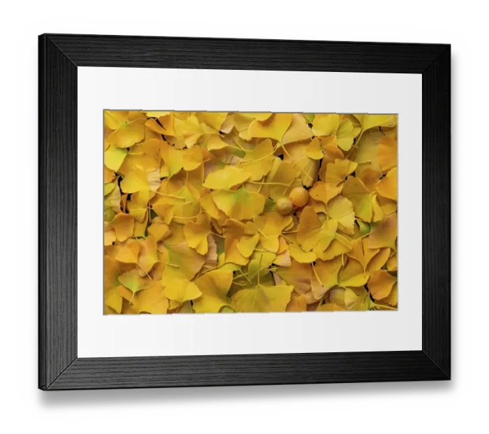 Framed Print : Ginkgo (Ginkgo biloba) autumn leaves and fruit in close up, Amsterdam, Noord-Holland, The Netherlands Framed Print : Ginkgo (Ginkgo biloba) autumn leaves and fruit in close up, Amsterdam, Noord-Holland, The Netherlands