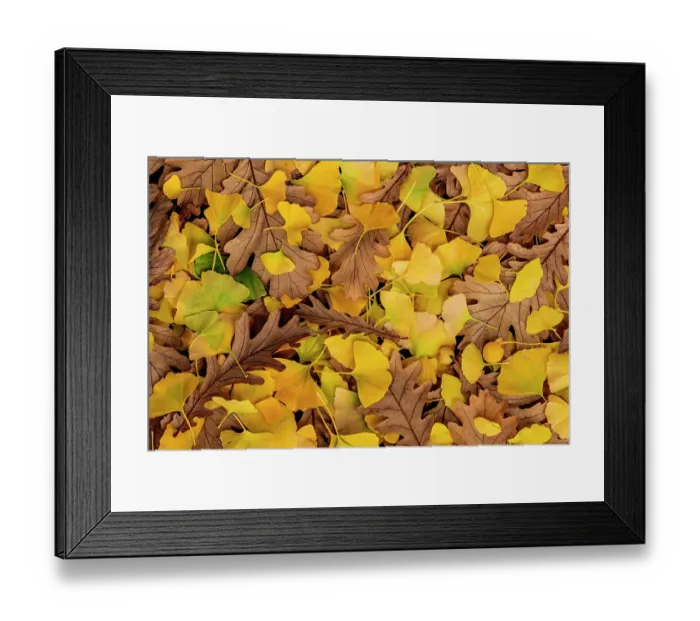 Framed Print : Mix of fallen Ginkgo (Ginkgo biloba) and Oak (Quercus sp. ) autumn leaves in close up, Amsterdam, Noord-Holland, The Netherlands