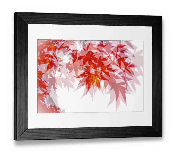 Framed Print : Multiple exposure of the foliage of the Japanese Maple (Acer palmatum), Clingendael Estate, Zuid-Holland, The Netherlands Framed Print : Multiple exposure of the foliage of the Japanese Maple (Acer palmatum), Clingendael Estate, Zuid-Holland, The Netherlands