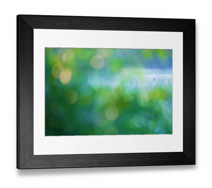 Framed Print : Roe Deer (Capreolus capreolus) buck standing in a field with foliage in the foreground, De Moerkuilen, Sint-Oedenrode, Noord-Brabant, The Netherlands Framed Print : Roe Deer (Capreolus capreolus) buck standing in a field with foliage in the foreground, De Moerkuilen, Sint-Oedenrode, Noord-Brabant, The Netherlands