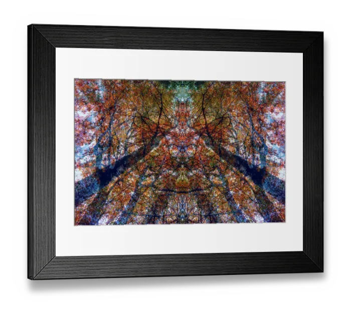 Framed Print : Double exposure of trees in a forest, Speulderbos, Gelderland, The Netherlands Framed Print : Double exposure of trees in a forest, Speulderbos, Gelderland, The Netherlands