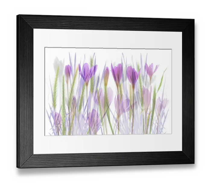 Framed Print : Double exposure of Autumn Crocus (Colchicum autumnale) flowers in high key, The Netherlands Framed Print : Double exposure of Autumn Crocus (Colchicum autumnale) flowers in high key, The Netherlands