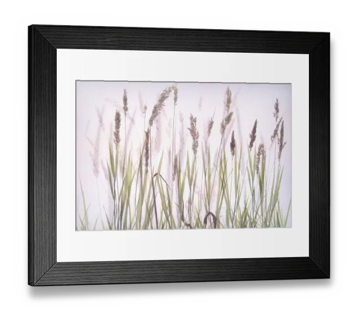 Framed Print : Double exposure of flowering grass in high key, The Netherlands Framed Print : Double exposure of flowering grass in high key, The Netherlands