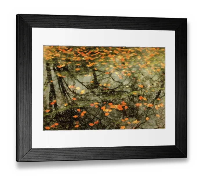 Framed Print : Autumn leaves floating on the water with reflected trees, The Netherlands Framed Print : Autumn leaves floating on the water with reflected trees, The Netherlands