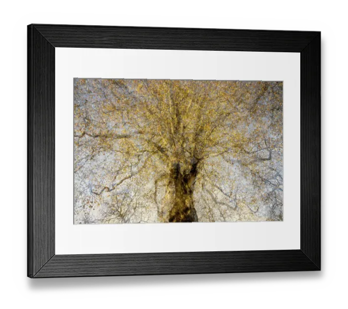 Framed Print : Artistic impression of a tree in golden autumn colours, The Netherlands Framed Print : Artistic impression of a tree in golden autumn colours, The Netherlands