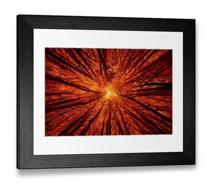 Framed Print : Dramatic exposure of tree tops in a forest seen from a worm's-eye view, Speulderbos, Gelderland, The Netherlands
