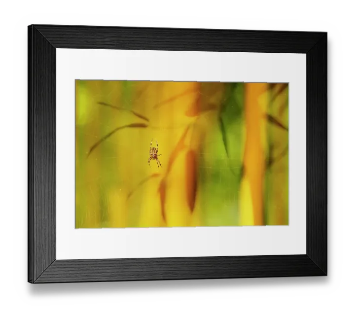 Framed Print : European Garden Spider (Araneus diadematus) in its web against a backdrop of bamboo leaves, The Netherlands Framed Print : European Garden Spider (Araneus diadematus) in its web against a backdrop of bamboo leaves, The Netherlands