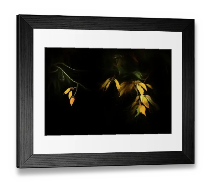 Framed Print : Autumn leaves against a black background, The Netherlands Framed Print : Autumn leaves against a black background, The Netherlands