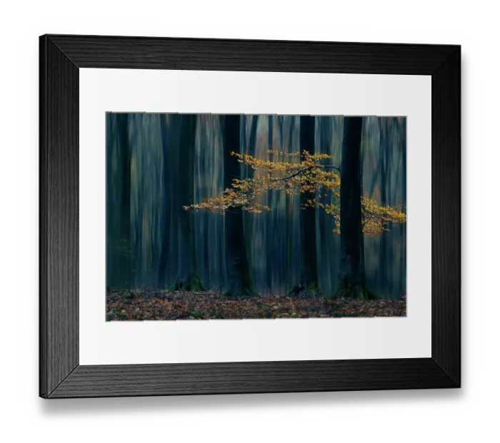 Framed Print : Artistic impression of autumn foliage and trees in the forest, Speulderbos, Gelderland, The Netherlands Framed Print : Artistic impression of autumn foliage and trees in the forest, Speulderbos, Gelderland, The Netherlands