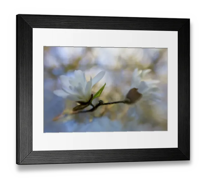 Framed Print : Creative impression of Magnolia flowers, The Netherlands Framed Print : Creative impression of Magnolia flowers, The Netherlands