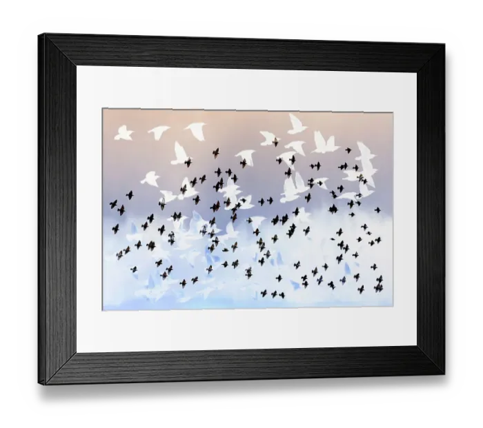 Framed Print : Artistic, multi-layered impression of flying Common Starlings (Sturnus vulgaris), The Netherlands Framed Print : Artistic, multi-layered impression of flying Common Starlings (Sturnus vulgaris), The Netherlands
