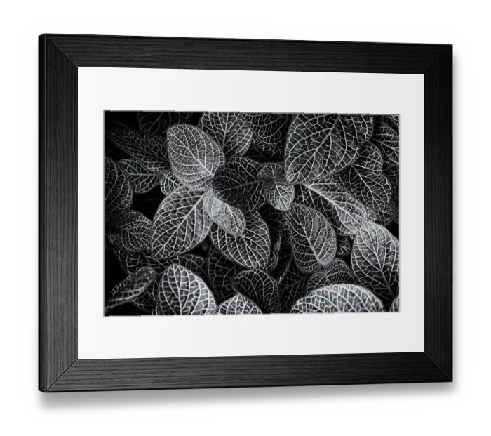 Framed Print : Black and white shot of leaves, The Netherlands Framed Print : Black and white shot of leaves, The Netherlands