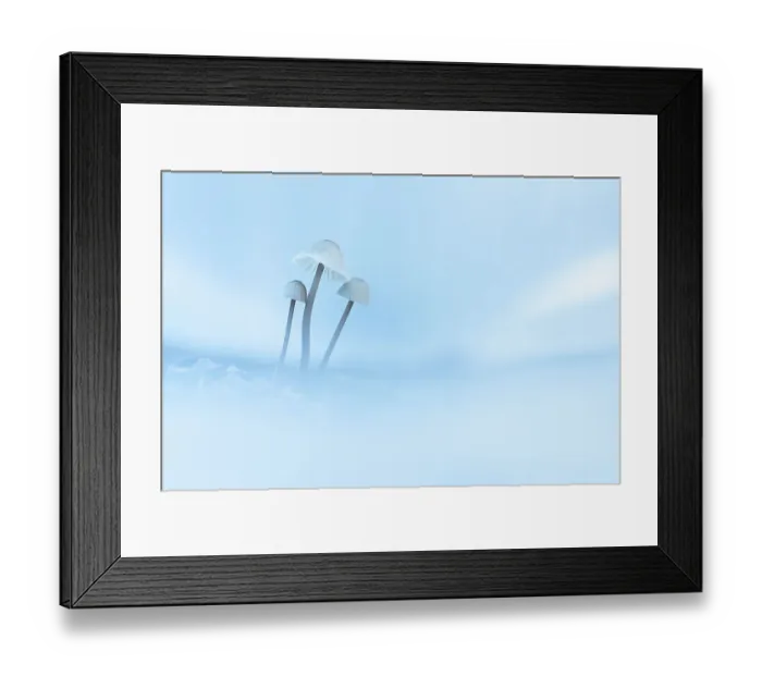 Framed Print : Close up of mushrooms, The Netherlands Framed Print : Close up of mushrooms, The Netherlands