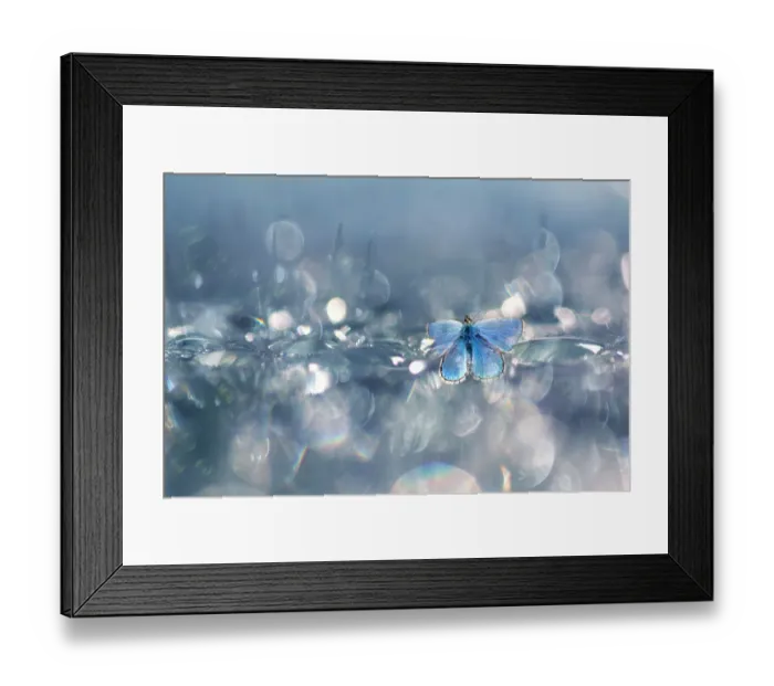 Framed Print : Common Blue (Polyommatus icarus) butterfly against a background with bokeh, The Netherlands Framed Print : Common Blue (Polyommatus icarus) butterfly against a background with bokeh, The Netherlands