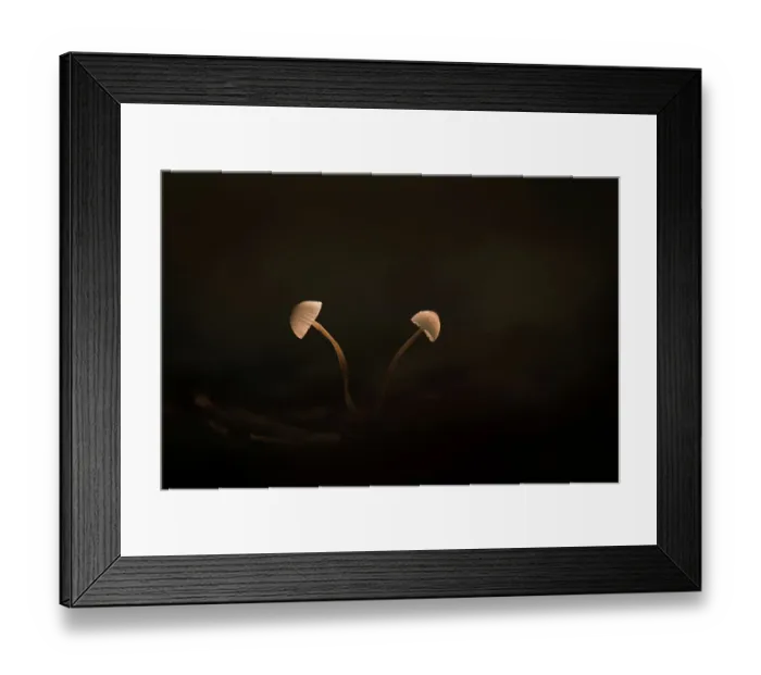 Framed Print : Two mushrooms against a black background, The Netherlands Framed Print : Two mushrooms against a black background, The Netherlands