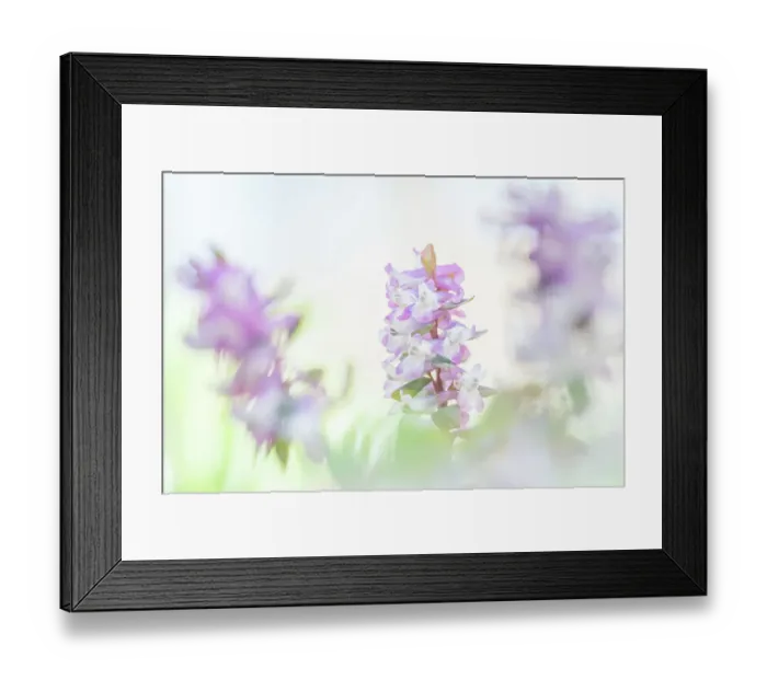 Framed Print : Close up of flowering Corydalis cava, Oud Poelgeest estate, Zuid-Holland, The Netherlands Framed Print : Close up of flowering Corydalis cava, Oud Poelgeest estate, Zuid-Holland, The Netherlands