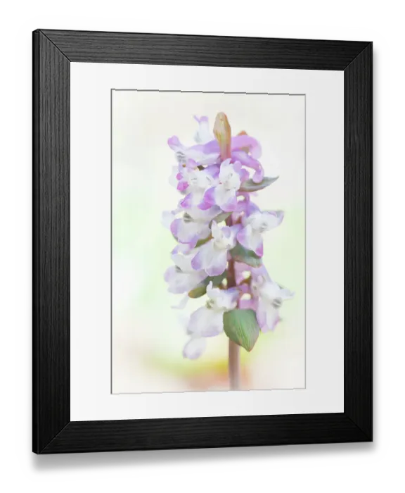 Framed Print : Close up of flowering Corydalis cava against a white background, Oud Poelgeest estate, Zuid-Holland, The Netherlands Framed Print : Close up of flowering Corydalis cava against a white background, Oud Poelgeest estate, Zuid-Holland, The Netherlands