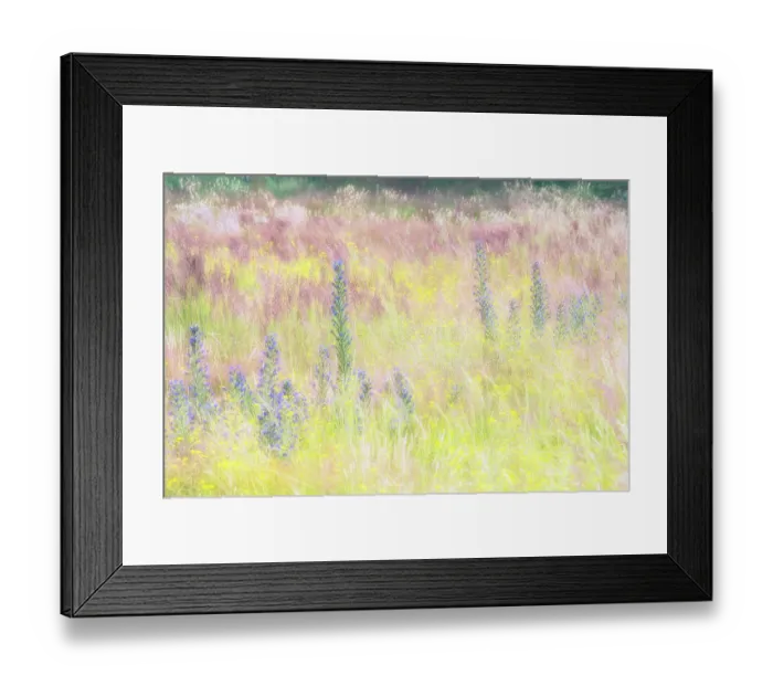 Framed Print : Grassland with flowering wildflowers, Amsterdamse Waterleidingduinen, The Netherlands Framed Print : Grassland with flowering wildflowers, Amsterdamse Waterleidingduinen, The Netherlands