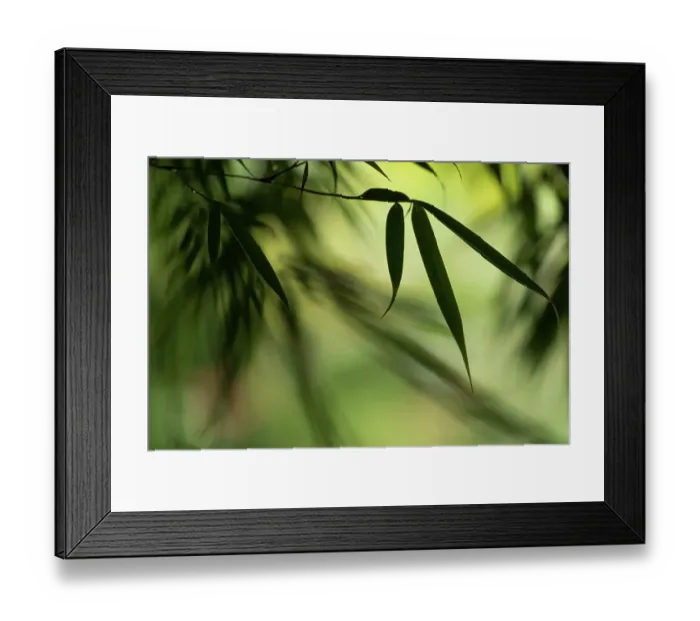 Framed Print : Close up of bamboo leaf, The Netherlands Framed Print : Close up of bamboo leaf, The Netherlands