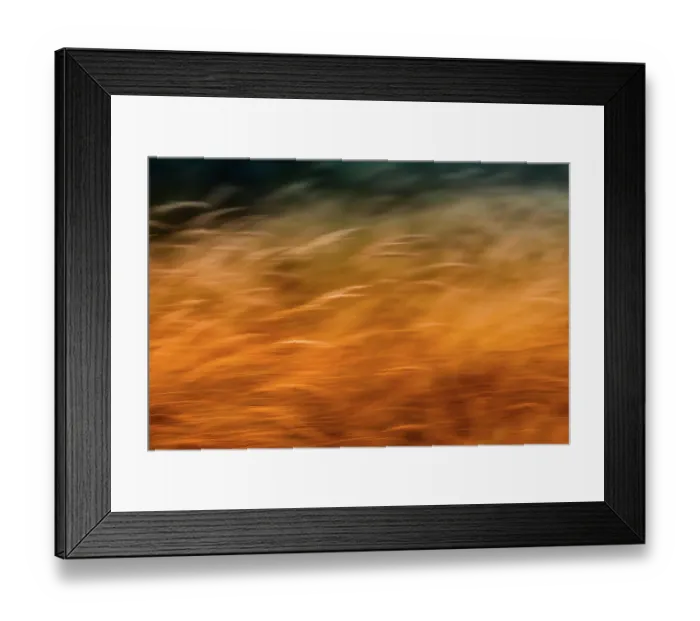 Framed Print : Artistic impression of flowering grass waving in the wind at the coast of the Amsterdamse Waterleidingduinen, The Netherlands Framed Print : Artistic impression of flowering grass waving in the wind at the coast of the Amsterdamse Waterleidingduinen, The Netherlands