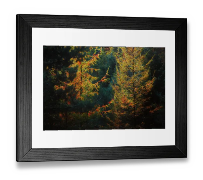 Framed Print : European Larch (Larix decidua) trees in autumn colours in the Speulderbos, Gelderland, The Netherlands Framed Print : European Larch (Larix decidua) trees in autumn colours in the Speulderbos, Gelderland, The Netherlands